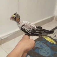 جوجه عروس ۴۵روزه