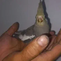 جوجه عروس دستی