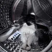 پرشین سوپر فلت ماده