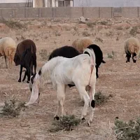 گوسفند وبز نر گلابی افغانی برا فروش