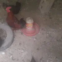 فروش مرغ وخروس