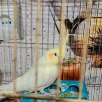 عروس هلندی|پرنده|مزرعه کتول, |دیوار