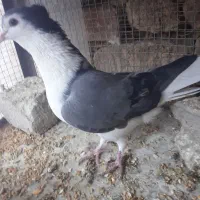 کبوتر بدرنگ|پرنده|مهاباد (اصفهان), |دیوار