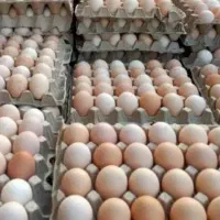 فروش مرغ محلی تازه