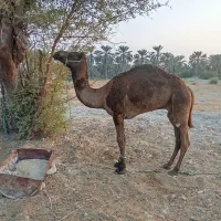 ش نر