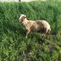 بره چاق