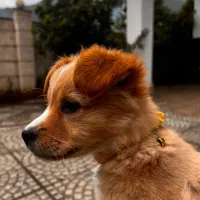 توله سگ نژاد اشپیتز