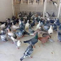 کبوتر یا کفتر پلاکی و بهبهانی