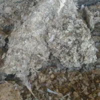 کود کبوتر