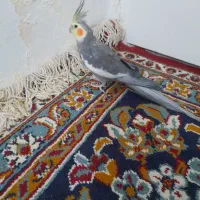 دوعدد عروس هلندی