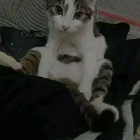 گمشده|حیوانات|نیشابور, دارایی|دیوار