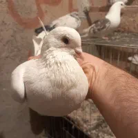 کبوتر|پرنده|سجاس رود, |دیوار