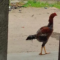 خروس لاری فروش فوری|حیوانات مزرعه|سورک, |دیوار