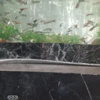 اکواریم
