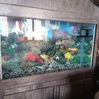 شش عدد ماهی کوی