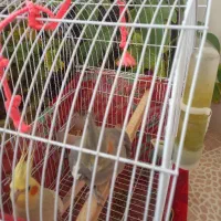 عروس،هلندی