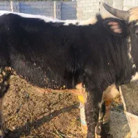 گوساله ای نر محلی|حیوانات مزرعه|خرم‌آباد (تنکابن), |دیوار