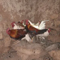خروس کوردی اصل
