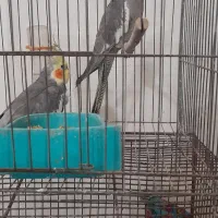 عروس فنچ نرگسی مصری