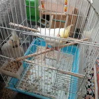 جفت طوطی عروس هلندی