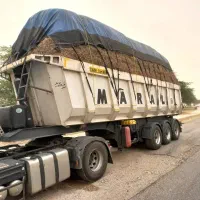 باگاس نیشکر