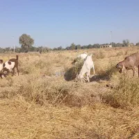 ۴ بزمنگوله دار ویک نری ۸ماهه