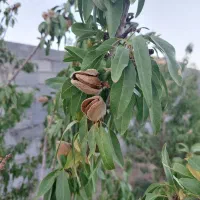 باغ|فروش دفتر صنعتی، کشاورزی، تجاری|شاهین‌شهر, گرگاب|دیوار