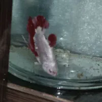 فروش ویژه ماهی فایتر گیاه روآبی و حلزون|ماهی|کرمانشاه, |دیوار