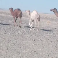 حیوانات مزرعه