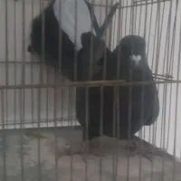 نر قلاق دمگیرماده طوقی ماده قلمکار