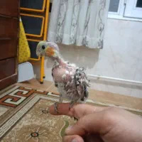 جوجه نر عروس