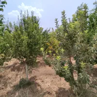 باغ شهری|فروش زمین و ملک کلنگی|سیدان, |دیوار