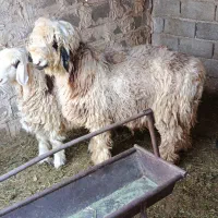 بره قوچی بذری بختیاری