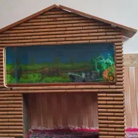 آکواریوم|ماهی|آذرشهر, |دیوار