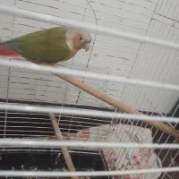 عروس هلندی و گیرینجیک و برزیلی