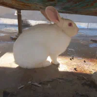 خرگوش سفید