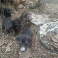 سگ گله و نگهبان (سگ تالشی)