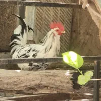 خروس گلین|حیوانات مزرعه|اردکان, |دیوار