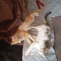 واگذاری بچه گربه
