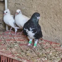 کفتر|پرنده|مرودشت, بیست متری بیمارستان|دیوار