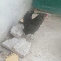 مرغ  جوجه دار