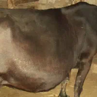 فروش گاو دورگه اصیل|حیوانات مزرعه|توتکابن, |دیوار