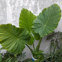 گل و گلدون بابا آدم،سرخس،آلوئه ورا