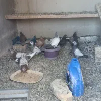 جوجه تهرانی