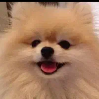 قبول سگ شما