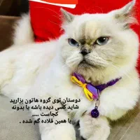 گربه پرشین گم شده