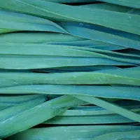 کارگر خانم برای سبزی آماده