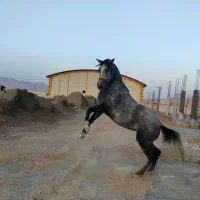 اسب مادیان دوکله