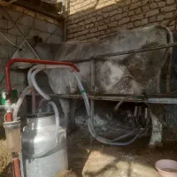 گاو جرسی  سوپر شیر