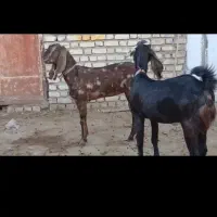 بزغاله ماده